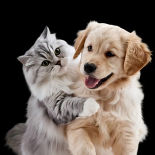 Потеряшки | Поиск домашних животных | Найдено ж...