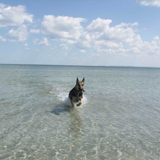 Канал   Дихлоризоцианурат против инфекций