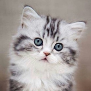 Канал   Забавные котята и не только