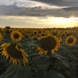 Канал   С понедельника начну…