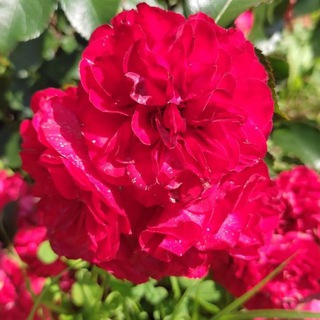 Канал   Сад и огород. Блокнот калужского мичуринца.