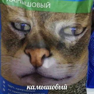 Канал   Камышовый