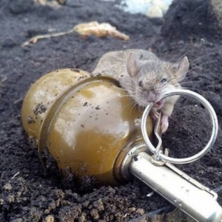 Канал   Минитроллинг