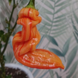 Канал   Сад. Перец. Томат.