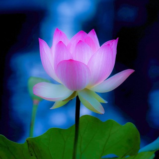 Канал   🌷Цветовод™₇₂ 🦠Тюмени🌼Цветы-экзоты