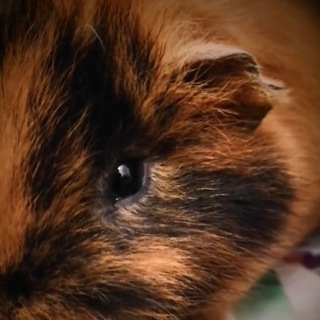 Канал   Город Тэдди