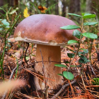 Канал   🌲Грибное местечко🌲