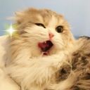 Канал Бляцкие коты