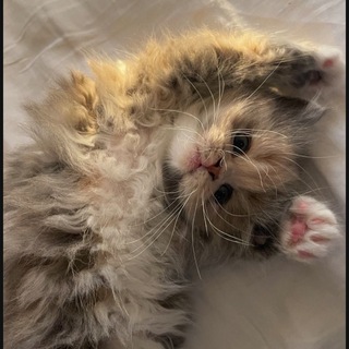 Канал крендельки🥨