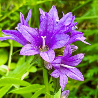 Канал Цветочная поляна