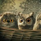 Канал Территория здравого смысла