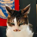 Канал Погладь кота