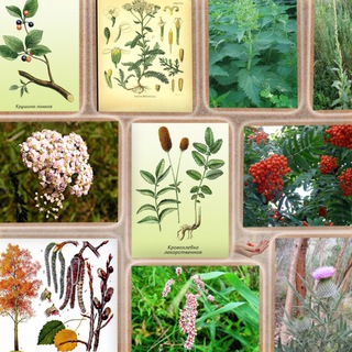 Канал   Роза Ветров. Фитотерапия, лекарственные травы