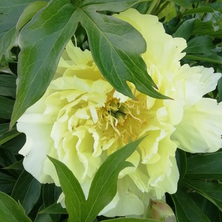 Канал   ПИОНЫ СПБ ( peony_edem )