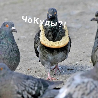 Канал   ЧоКуды?!