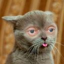 Канал Коты Как Ты