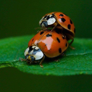 Канал   Багиня.орг форум - канал @Boginya_org