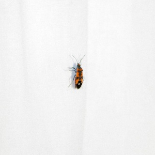 Канал   фоточки аллочки