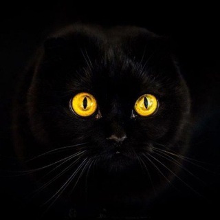 Канал   Милые котики😻