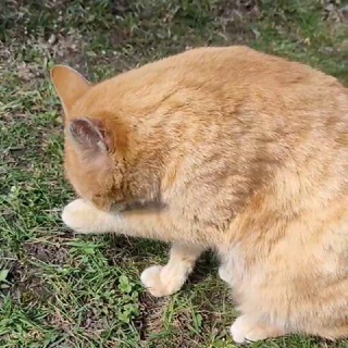 Канал   Коты в деревне. Реалити из глубинки