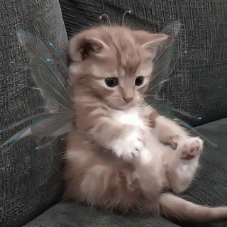 Канал Дом мизинца