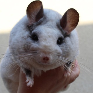 Канал   Nezhnyy_zver