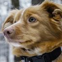 Канал Cute dogs 