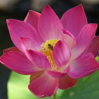 Канал   Почти Тропики