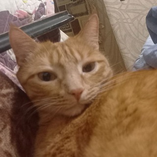 Канал   𝕯𝖎𝖌𝖎𝖙𝖆𝖑 𝕽𝖔𝖇𝖎𝖓 𝕲𝖔𝖔𝖉 🏹 🌨️  