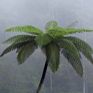 Канал   strranikk_