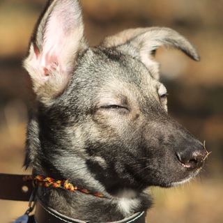 Канал   Тайфи