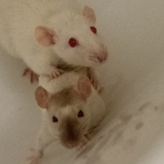 Канал   Мелочь и Копейки: Всё о крысах 🩷