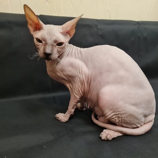 Канал   Донской Сфинкс - кошка Бастет