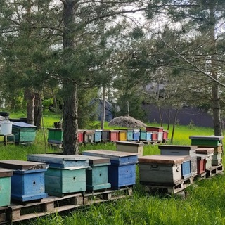 Канал   Пасека Орловский район. д. Золотилова