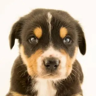 Канал   Pepe moon fairlaunch