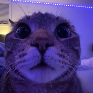 Канал Мяулайф