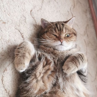 Канал   Коты и кошка Крамника