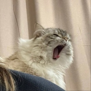 Канал   Трикота ж