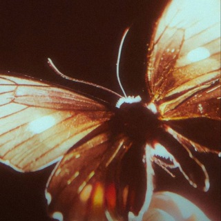 Канал   Кроличья нора