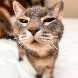 Канал   Пушистое нашествие | котики