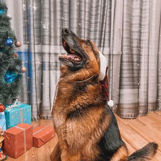 Канал   Собачья работа