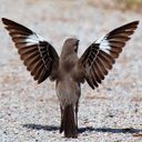 Канал Пересмешники