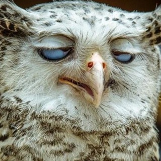 Канал   Пушистые приколы