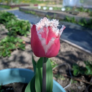 Канал   Цветы