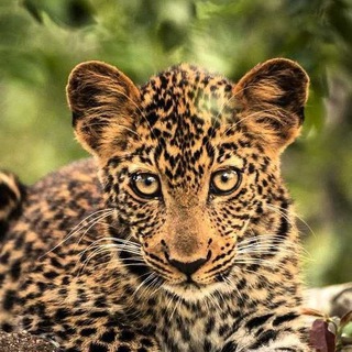 Канал   Природа мама