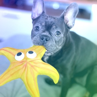 Канал   Арт, Дизайн и Бульдог