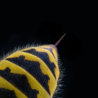 Канал   Башкирское жало