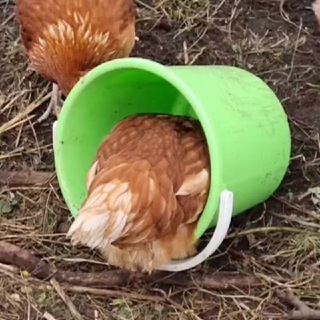 Канал   Городской фермер