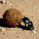 Канал Жизнь насекомых