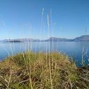 Канал Тапочки из шерсти тюленя